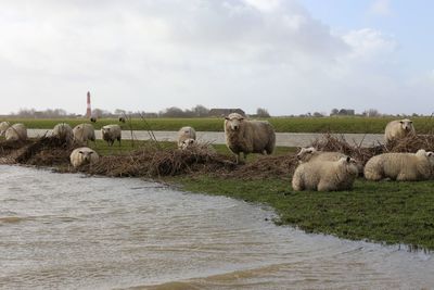 Group of animals in a field