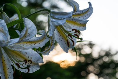 Close-up of white lily on plant