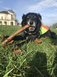 Dog in a field