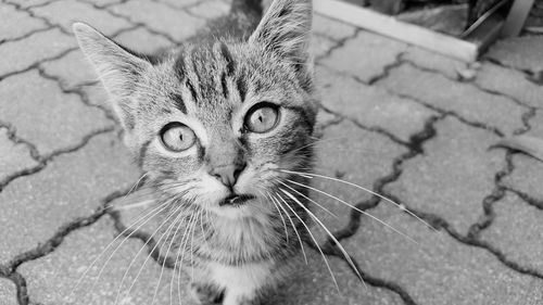 Close-up portrait of cat