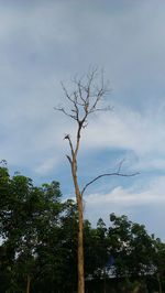 Low angle view of bare tree against sky