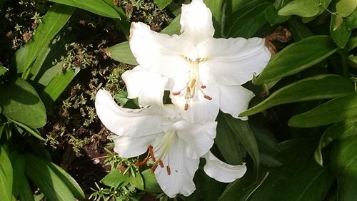 Close-up of white flower