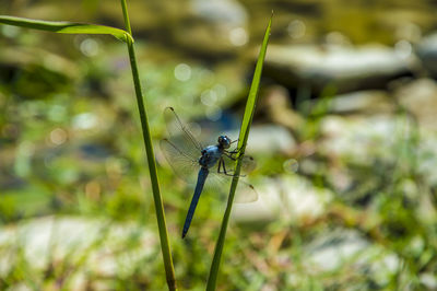 Close-up of dragonfly on plant