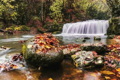 Scenic view of waterfall in forest