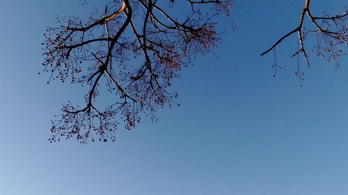 Low angle view of tree against clear sky