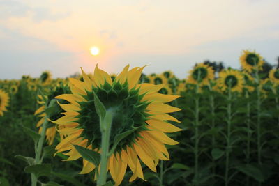 Close-up of sunflower on field against sky during sunset