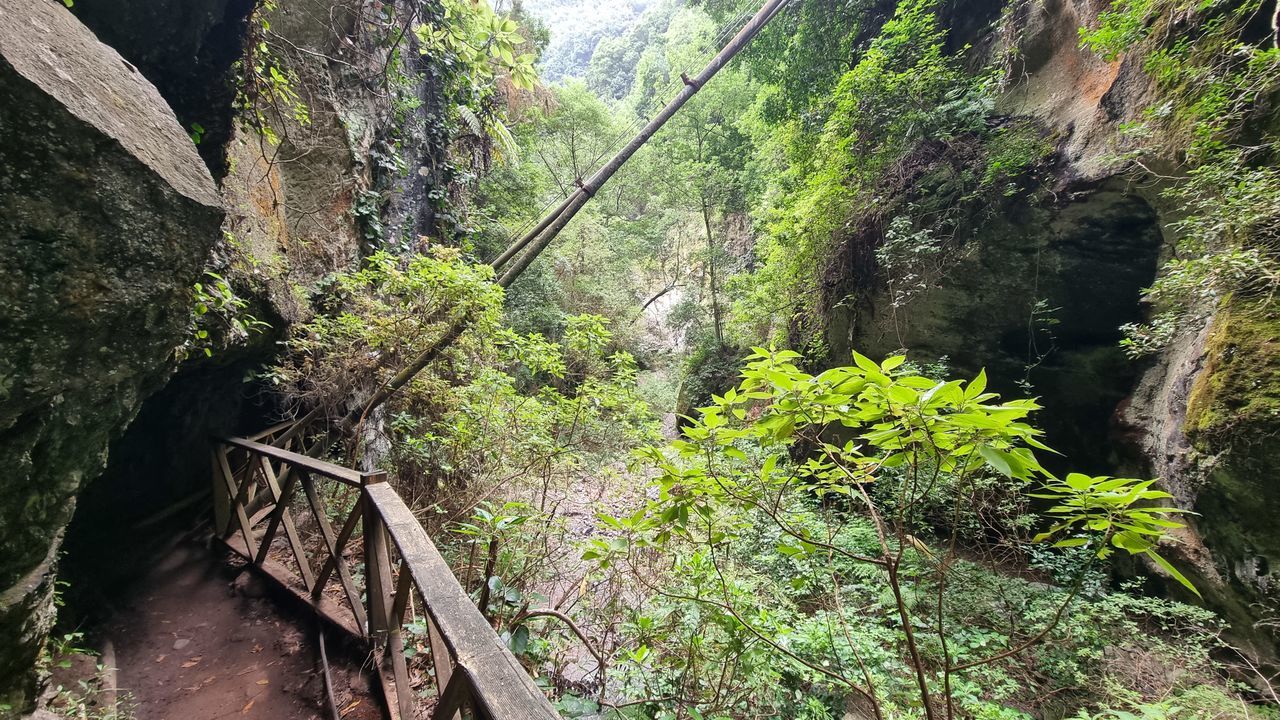 plant, tree, jungle, nature, rainforest, forest, ravine, beauty in nature, land, growth, bridge, green, no people, day, tranquility, scenics - nature, railing, trail, architecture, non-urban scene, built structure, tranquil scene, outdoors, water, rope bridge, footbridge, foliage, lush foliage, stream, valley, rock, travel, mountain, travel destinations