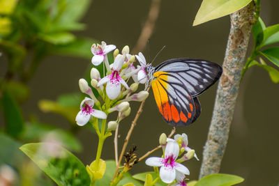 Butterfly on flower	
