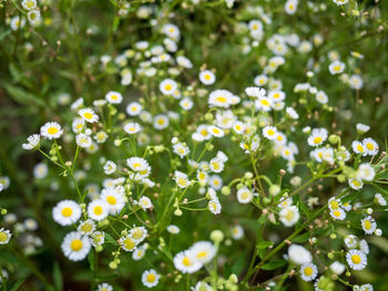 Close-up of white flowering plant leaves