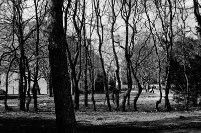 Bare trees against sky