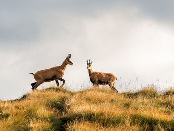 Antelope on field against sky