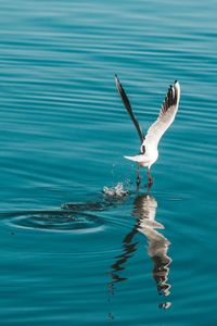 Seagulls flying in the water