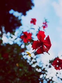 Low angle view of red flowering plant