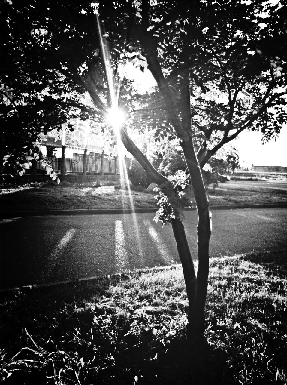 sun, tree, sunbeam, sunlight, lens flare, silhouette, water, back lit, nature, leisure activity, outdoors, bright, park - man made space, sky, growth, lifestyles, glowing, sunny