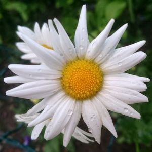 Close-up of white daisy blooming outdoors