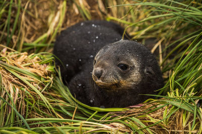 Close-up of seal pup on grassy field