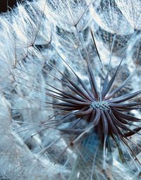 Close-up of dandelion