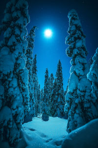 Snow covered trees against blue sky at night