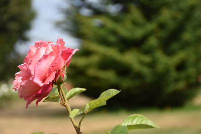 Close-up of pink rose plant