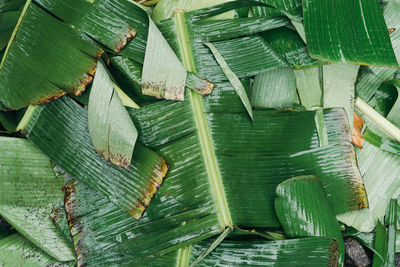 Wet banana leaves texture flat lay view