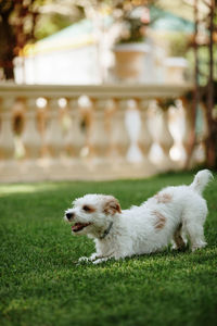 White dog on field