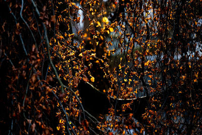 Close-up of autumn leaves