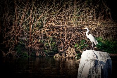 View of lake with trees in background