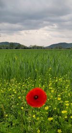 Red poppy in field