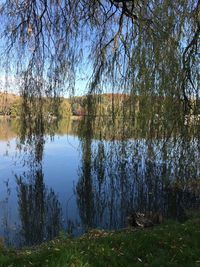 Scenic view of lake by trees in forest against sky