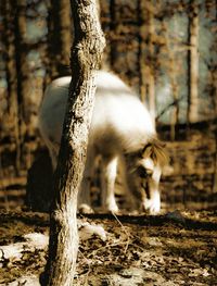 Tree trunk in forest