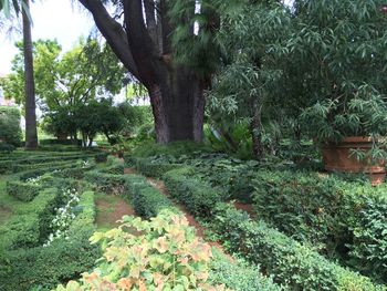 Trees and plants on landscape