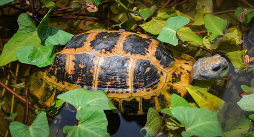 High angle view of turtle in plant