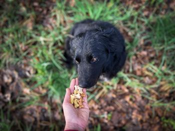 Human hand giving dog treats to a cute black dog