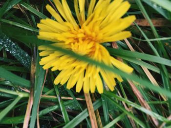 Close-up of yellow flower blooming outdoors