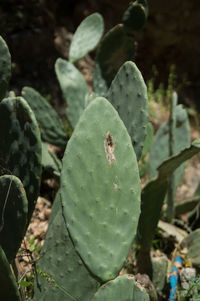 Close-up of plant