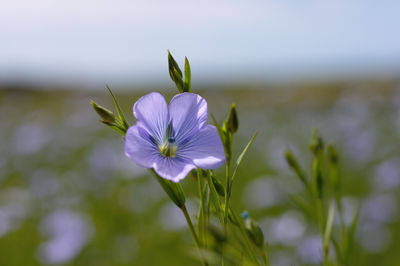 Close-up of purple flowering plant