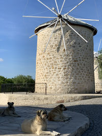 View of a dog against the sky with windmills background in alacati 