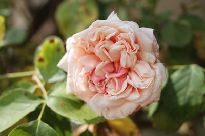 Close-up of pink rose