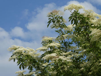 Low angle view of flowering plants against sky