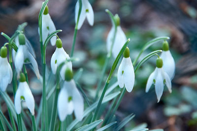 Close-up of white flowering plant