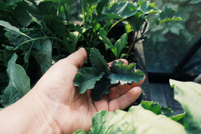 Close-up of hand holding leaves