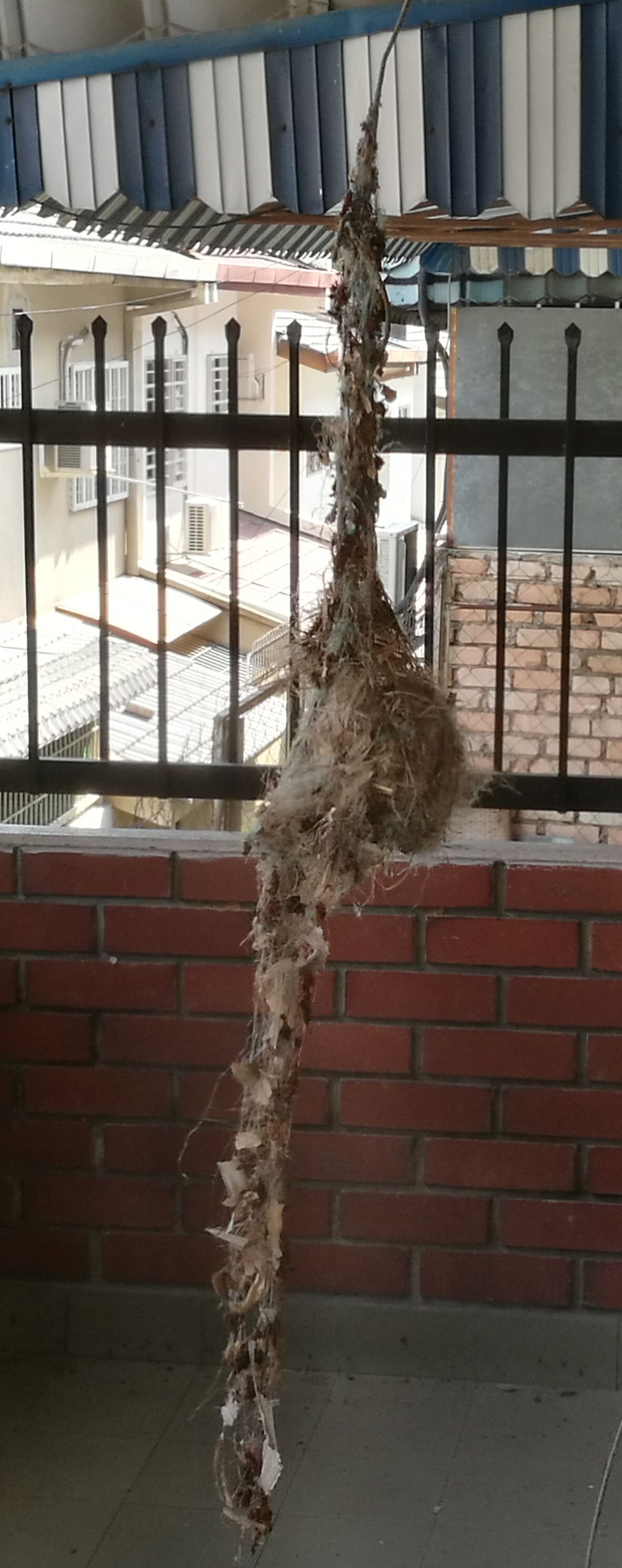 Urban nest