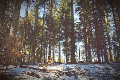 Trees in forest during winter