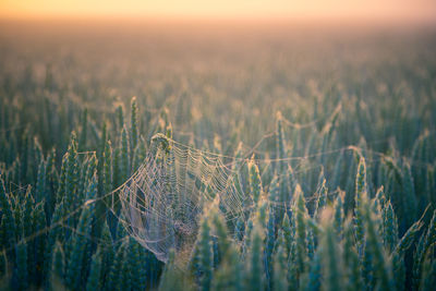 Misty gold. serene summer morning in the foggy wheat field in northern europe