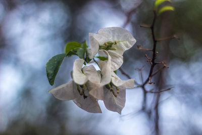 Close-up of white cherry blossoms blooming outdoors