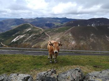 Horse standing on landscape against mountain range