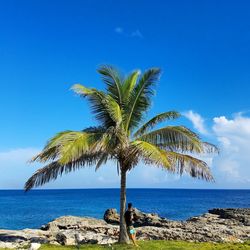 Palm tree by sea against blue sky