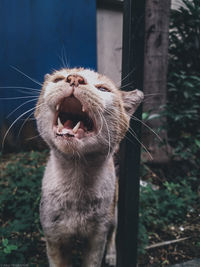 Close-up of a cat yawning