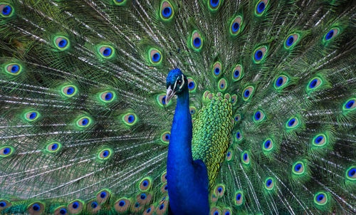 Male peacock showing off it's beautiful plumage