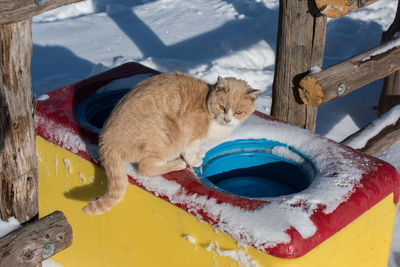 High angle view of a cat